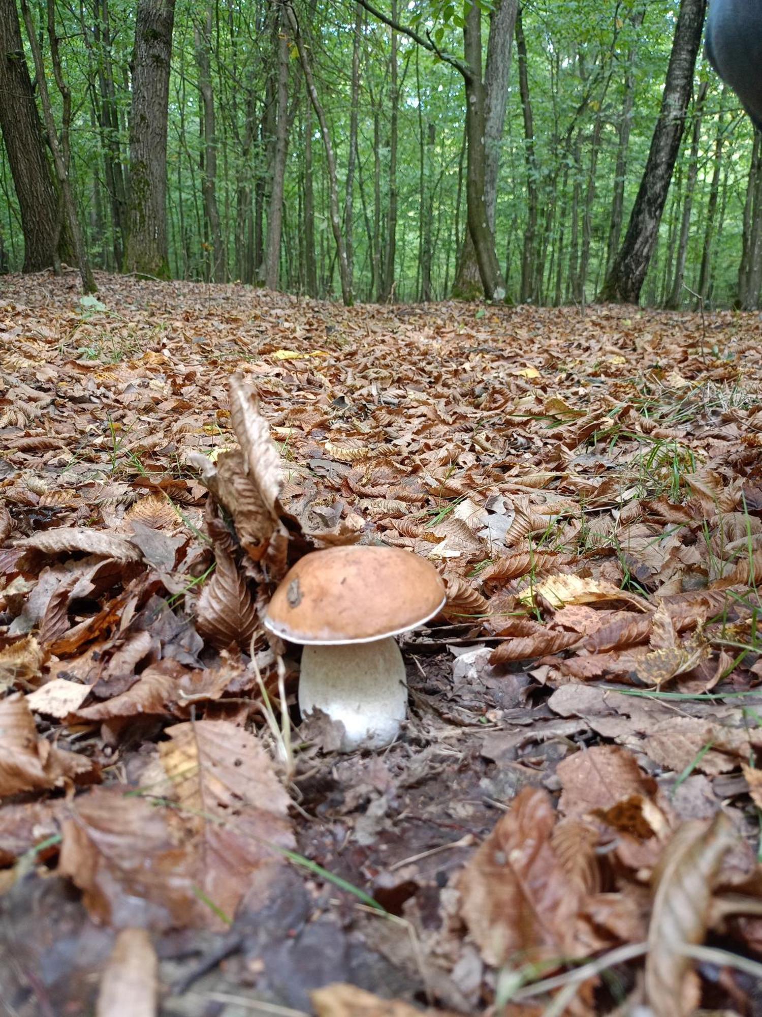 Gosciniec Na Stoku Pokoje 2,3,4 Osobowe, Cisza, Spokoj, Widok Na Stok Narciarski, Lasy, Laki Bobliwo Экстерьер фото